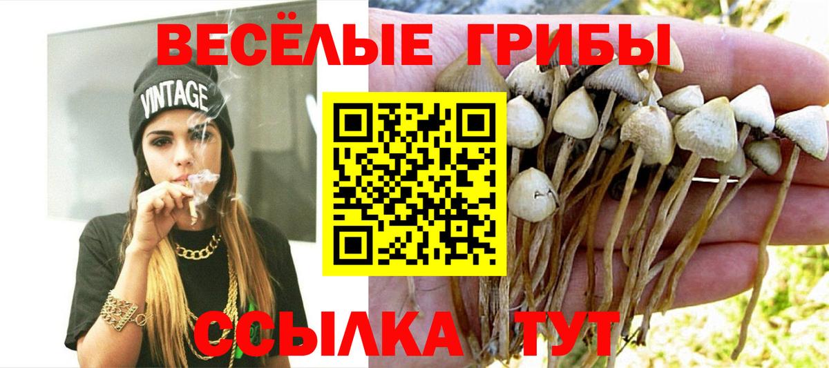 Галлюциногенные грибы Psilocybe Москва